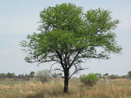 acacia-karoo