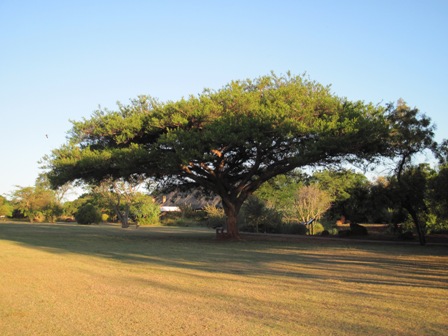acacia-sieberiana-ssp-woodii