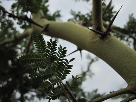 acacia-xanthophloea