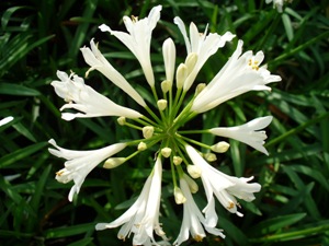 agapanthus-nana