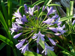 agapanthus-praecox