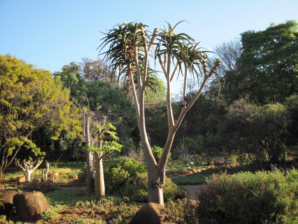 aloe-barbarae-bainesii