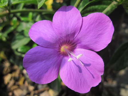 barleria-&quotpurple-prince"