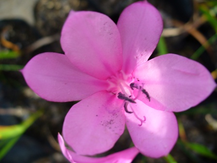 barleria-repens-&quotpink"