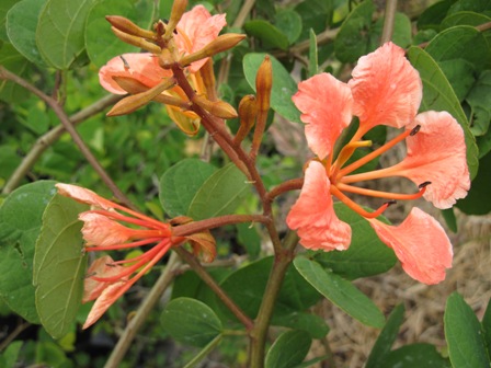 bauhinia-galpinii