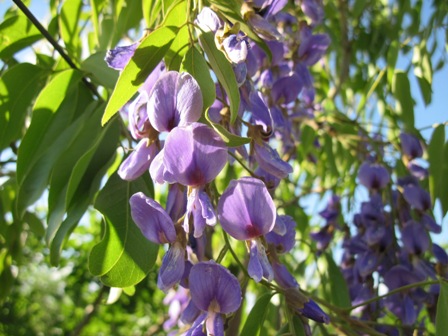 bolusanthus-speciosus