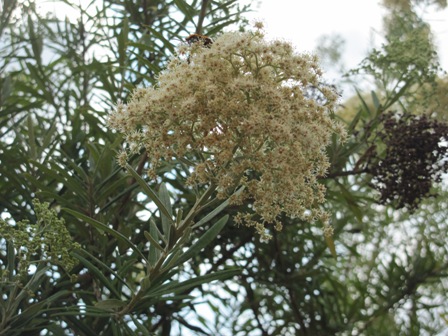 buddleja-saligna