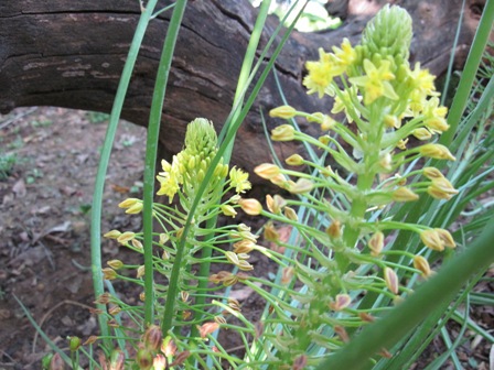 bulbine-abyssinica