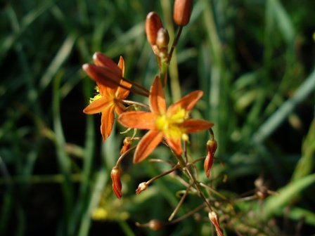 bulbine-frutescens