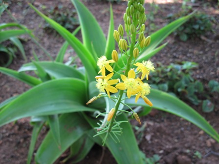 bulbine-natalensis