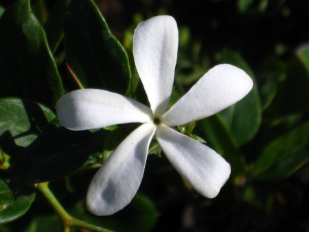 carissa-macrocarpa