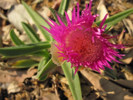 carpobrotus-edulis