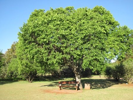 celtis-africana