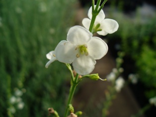 chlorophytum-saundersaie