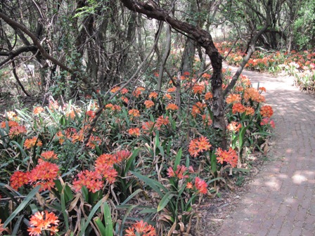 clivia-miniata