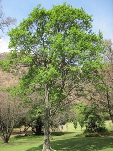 combretum-erythrophyllum