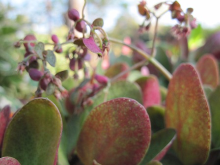 crassula-multicarva-&quotruby"