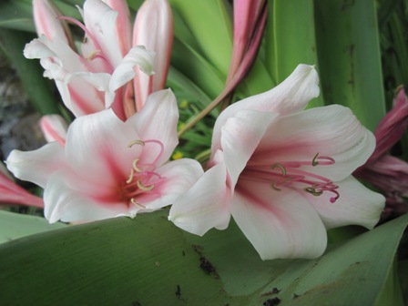 crinum-bulbispermum