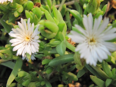 delosperma-loxipetala