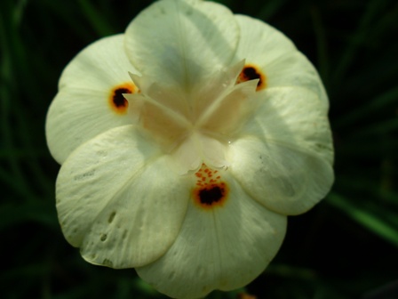 dietes-bicolor