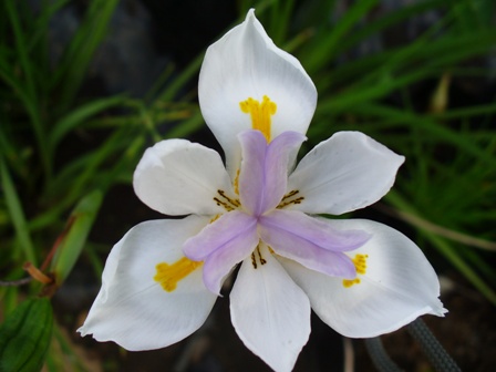 dietes-grandiflora