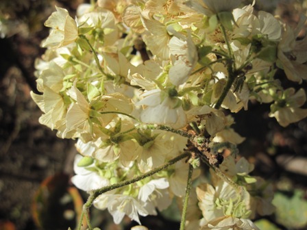 dombeya-rotundifolia