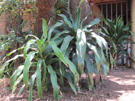 dracaena-aletriformis