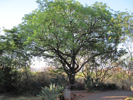 ekebergia-capensis