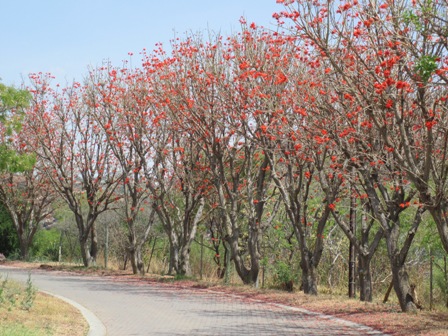 erythrina-lysistemon