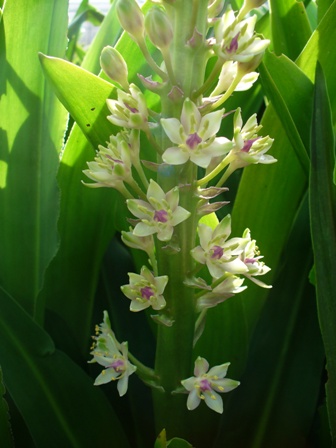 eucomis-sp