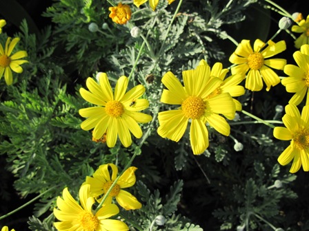 euryops-pectinatus