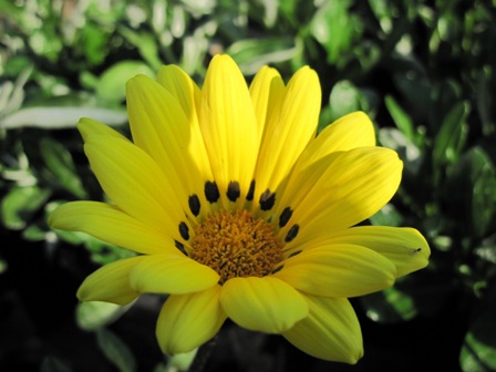 gazania-rigens