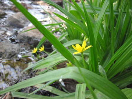 hypoxis-sp