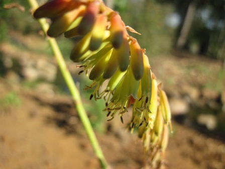 kniphofia-parviflora