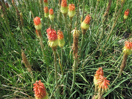 kniphofia-sp