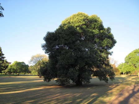 olea-europea-subs-africana