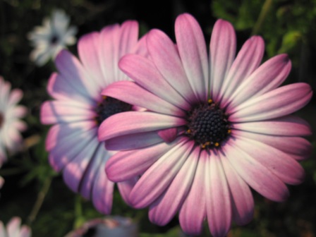 osteospemum-sp