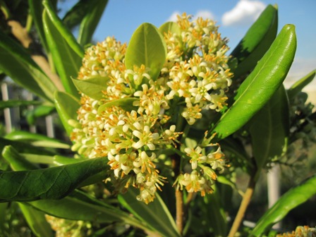 pittosporum-viridiflorum