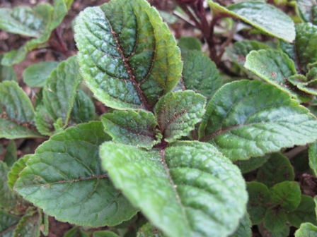 plectranthus-cilliatus