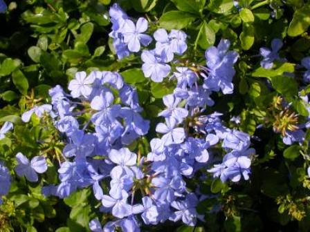 plumbago-auriculata