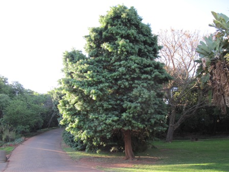 podocarpus-henkelii