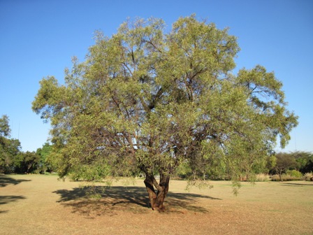 rhus-lancea-searsia