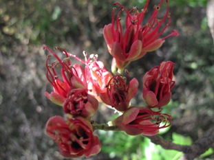 schotia-brachypetala