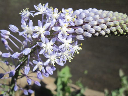 scilla-natalensis