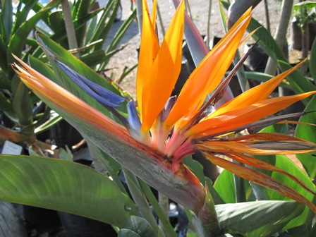 strelitzia-reginae-