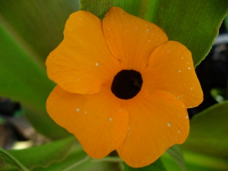 thunbergia-alata