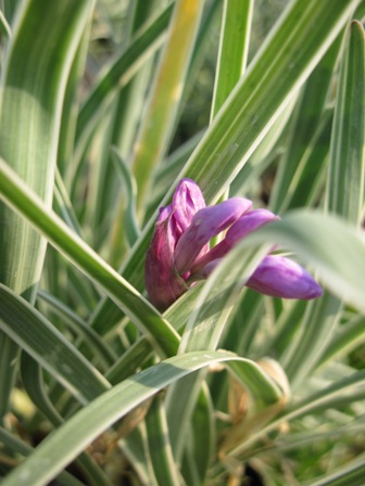 tulbaghia-violacea-&quotsilver-lace"