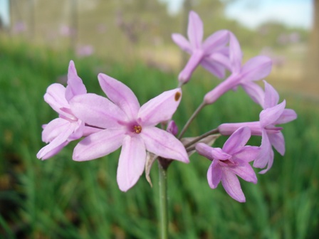 tulbaghia-violacea