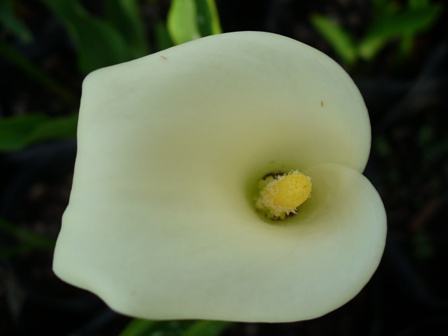 zantedeschia-aethiopica